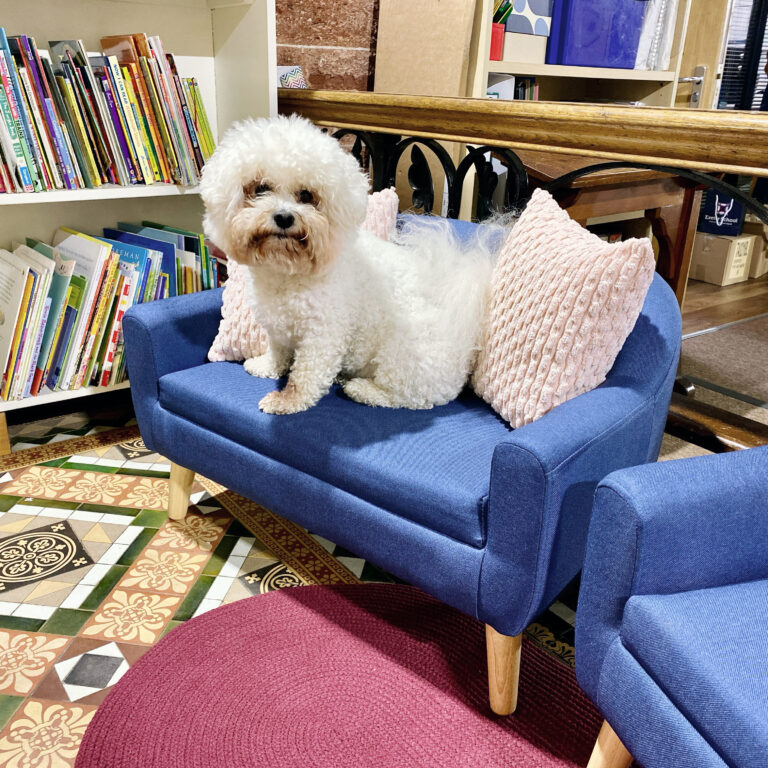 white dog on a sofa